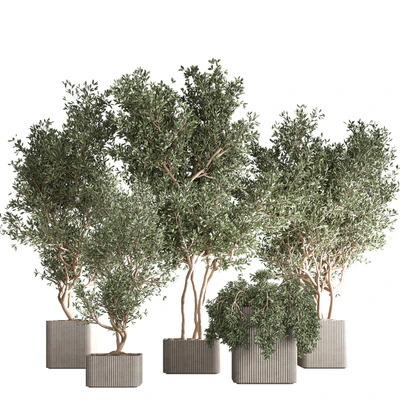 indoor plant set24 — Вид 1