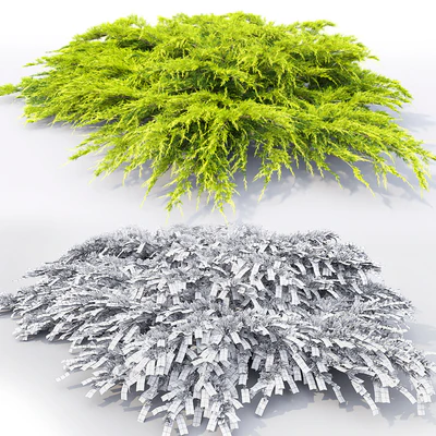 Juniper Medium Aurea | Juniperus Pfitzeriana Aurea # 1 — Ver 2