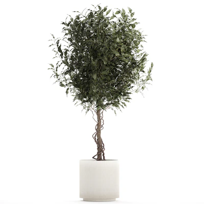 Beautiful interior tree in a modern pot Ficus benjamina. 1232 — Ver 2