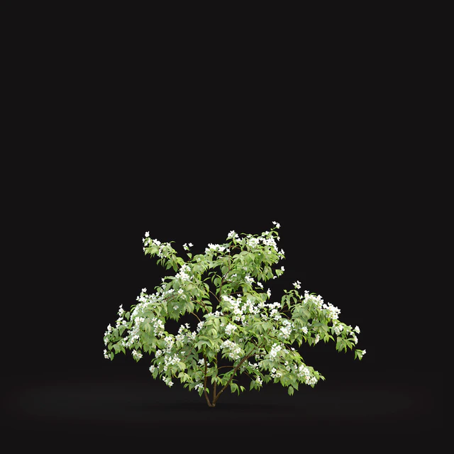Philadelphus — Descargar