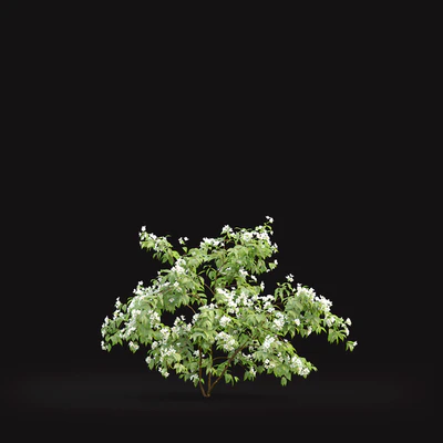 Philadelphus — Ver 2