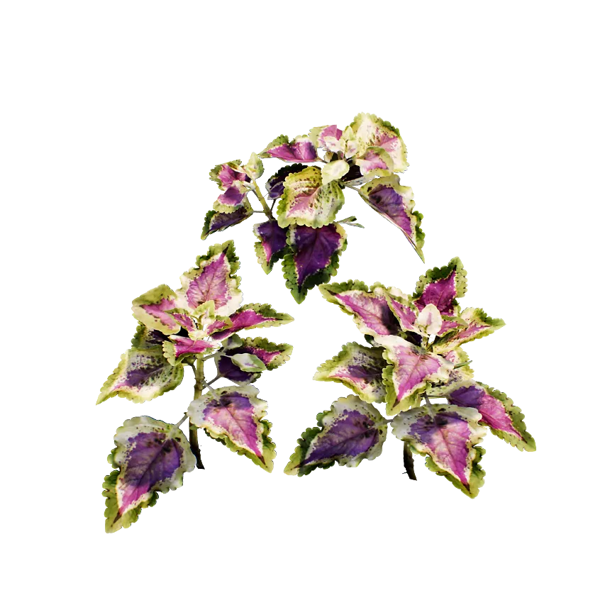 common coleus 001 — Скачать