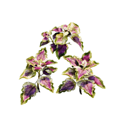 common coleus 001 — Скачать
