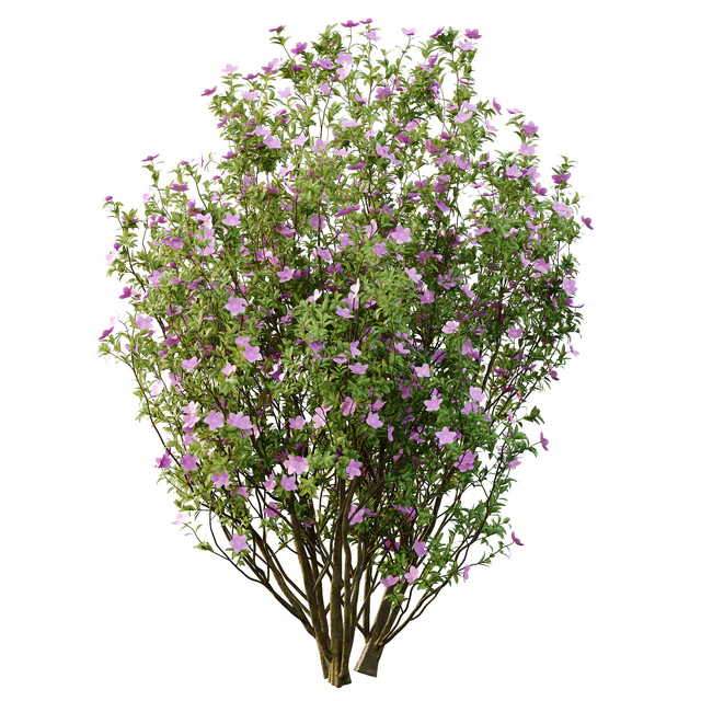 Tibouchina Semidecandra Tree06 — Download
