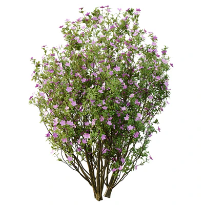 Tibouchina Semidecandra Tree06 — View 2