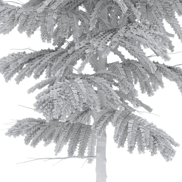 Abies nebrodensis — Descargar
