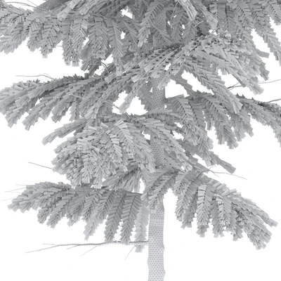 Abies nebrodensis — Ver 2