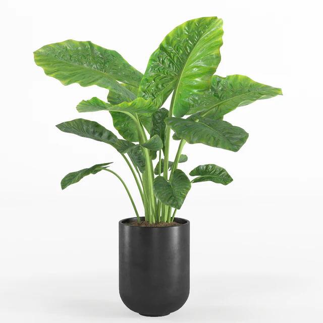 indoor plant set 007 — Скачать