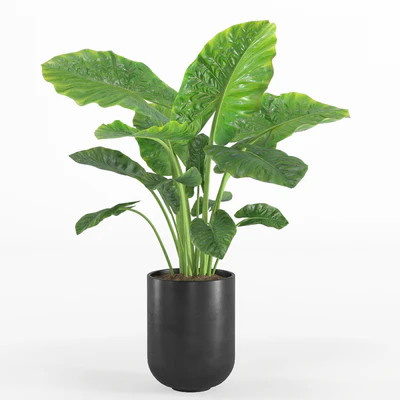 indoor plant set 007 — Вид 2