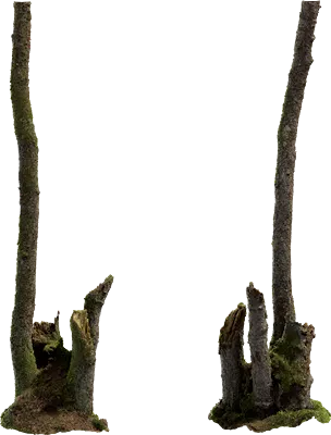 dead alder tree trunk 001 — Скачать