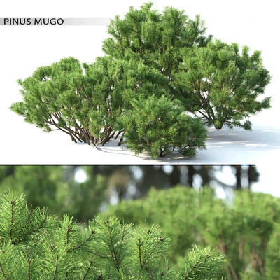 Pine — Ver 1