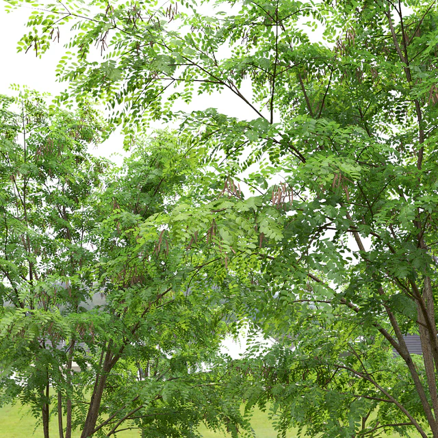 Robinia — Descargar