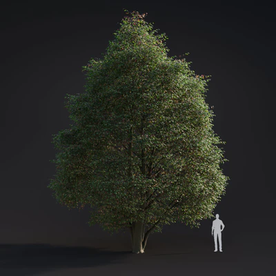002 alnus rubra — Скачать