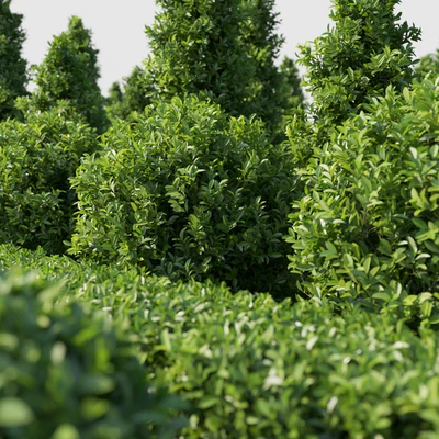 Garden Plant Set 02 Ficus annulata. — Вид 2