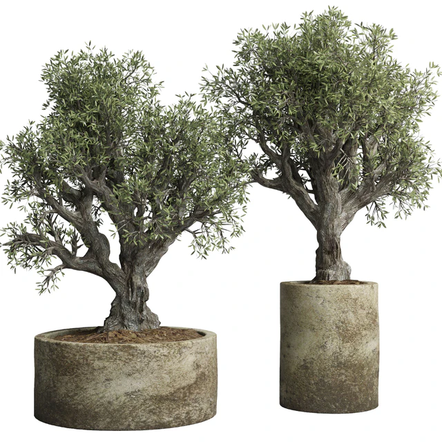 Collection outdoor plant 38 pot old olive tree concrete old vase — Descargar