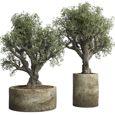 Collection outdoor plant 38 pot old olive tree concrete old vase — Ver 1