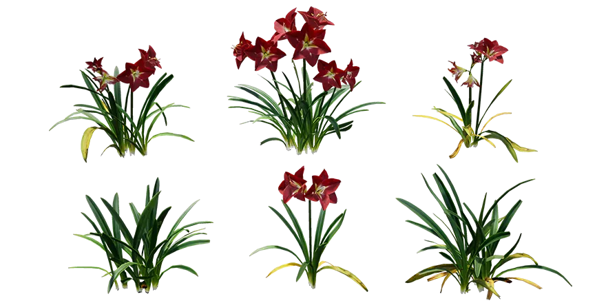 amaryllis 001 — Скачать