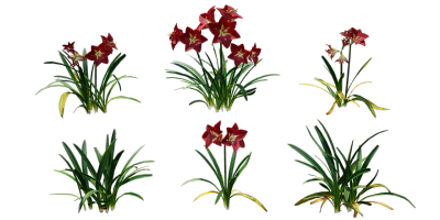 amaryllis 001 — download