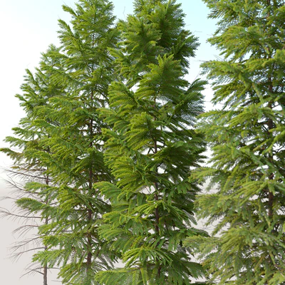 Abies nebrodensis — Ver 3