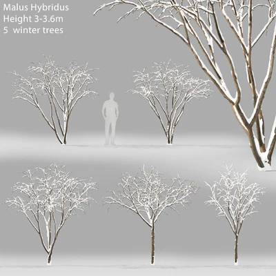 Winter apple tree | Malus Hybridus winter # 1 — Ver 1
