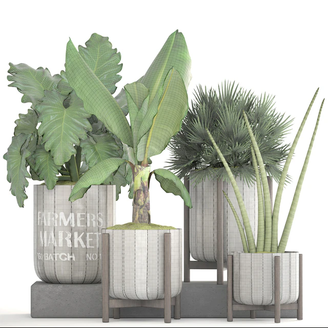 Collection of plants. Concrete pot, flowerpot, banana, chamerops, palm tree, banana, bush, exotic plants, outdoor — Descargar