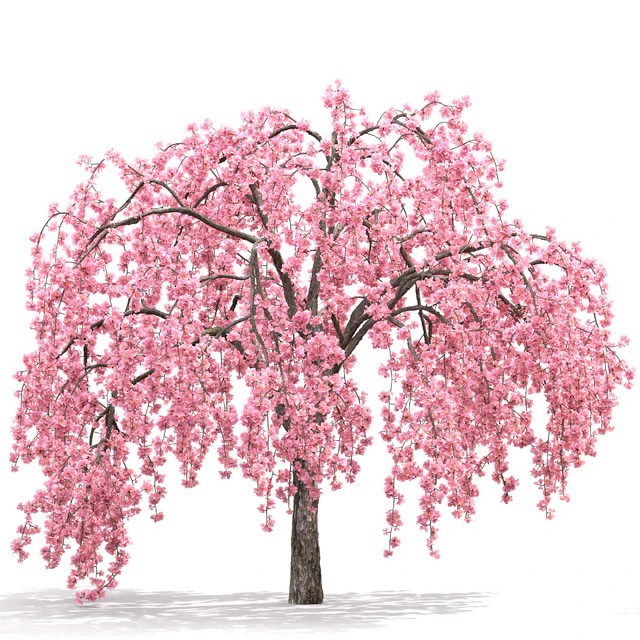 Malus  flowering — Descargar