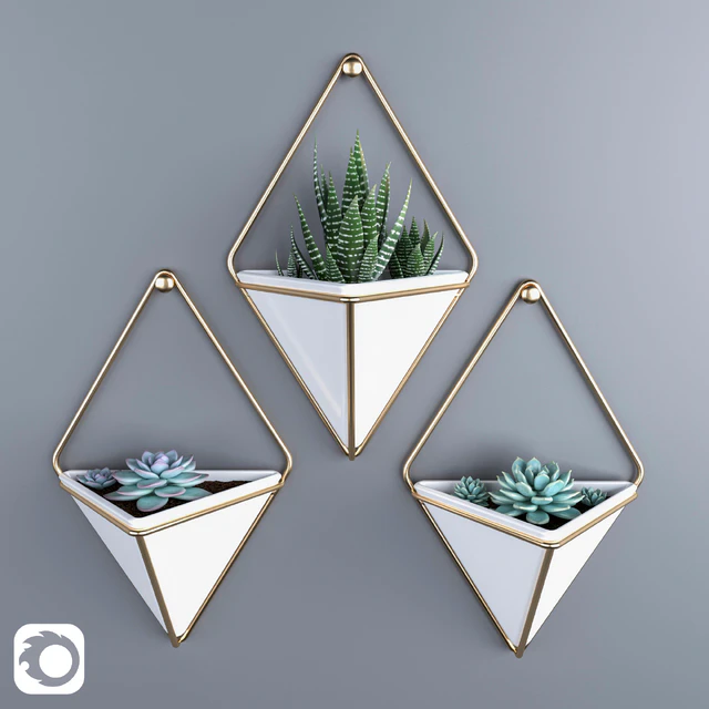 Succulents in hanging pots Umbra trigg — Descargar
