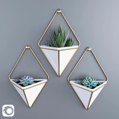 Succulents in hanging pots Umbra trigg — Ver 1