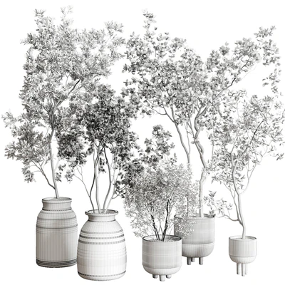 collection indoor plant 227 — Вид 2