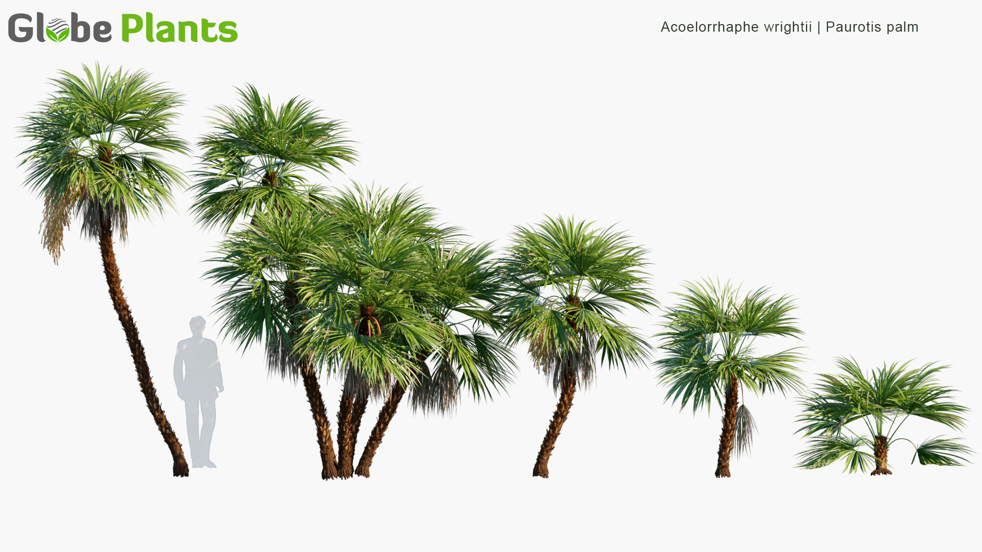 acoelorrhaphe wrightii — Скачать