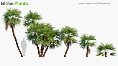 acoelorrhaphe wrightii — download