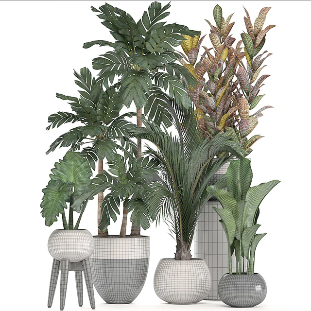 Collection of plants. Hamedorea, banana, croton, alocasia, flowerpot, indoor plants, palm — Descargar