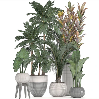 Collection of plants. Hamedorea, banana, croton, alocasia, flowerpot, indoor plants, palm — Ver 2