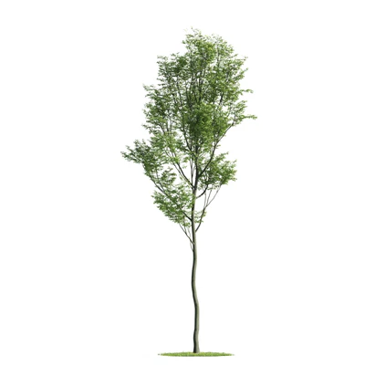 trees 032 — Descargar