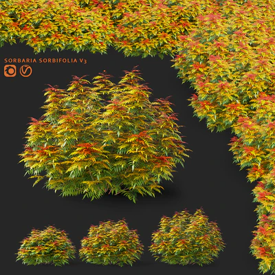 Рябинник рябинолистный кусты | Sorbaria sorbifolia v3 — Вид 1