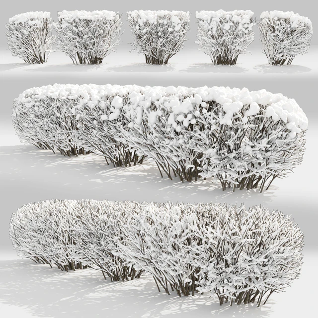 Cotoneaster winter — Скачать