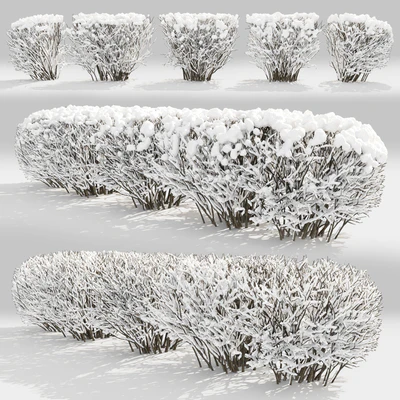 Cotoneaster winter — Вид 2