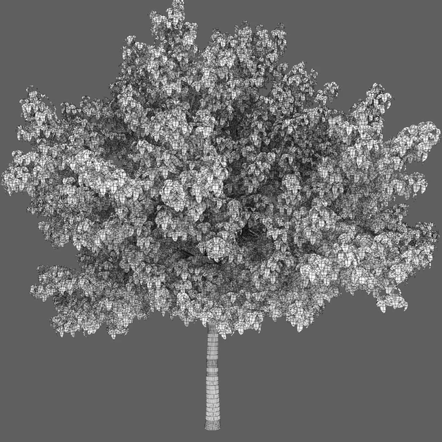 Acer Variegatum — Descargar