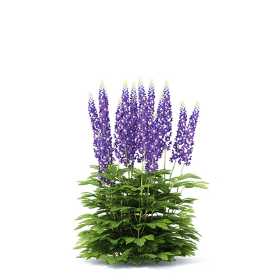 Delphinium hybrid flowers | Delphinium hybridum — Ver 3