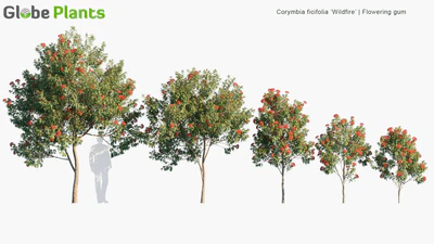 corymbia ficifolia wildfire — download