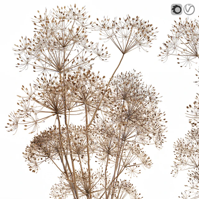 Dry flowers 7 Heracleum — Скачать