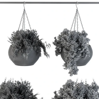 Hanging Plant in Black Pot — Вид 2