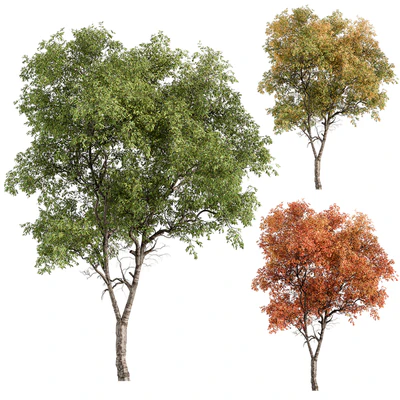 Broadleaf Tree - Tree Set 227 — Ver 1