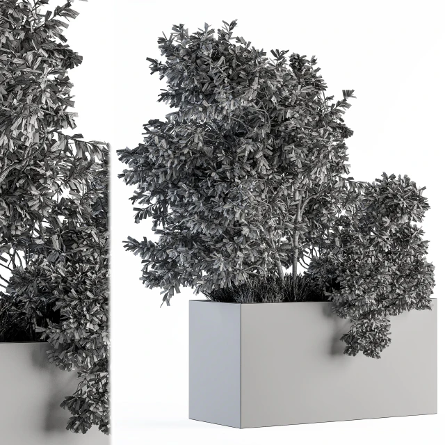 Outdoor Plants Olive - Set 82 — Descargar