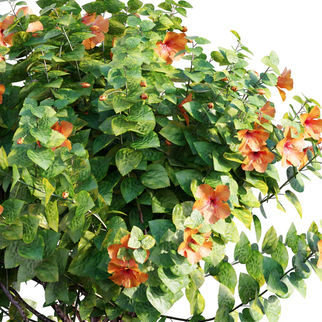 Chinese hibiscus - Hibiscus rosa-sinensis - 03 — Скачать