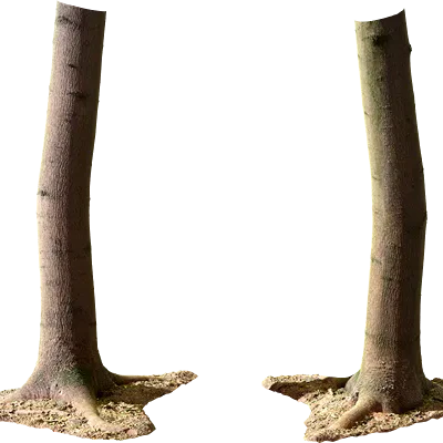 maple tree trunk 010 — Descargar