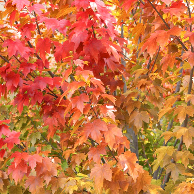 Acer — Вид 2