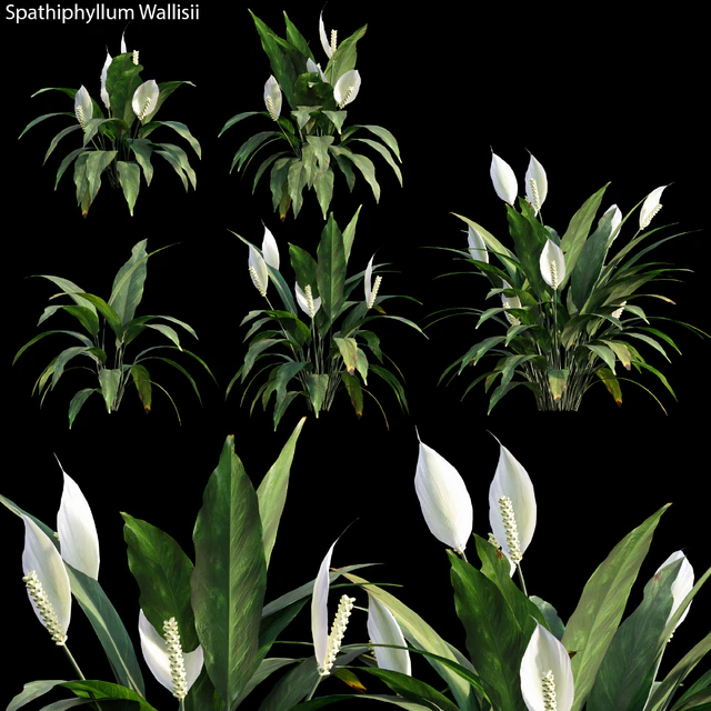 Spathiphyllum Wallisii 01 — Descargar