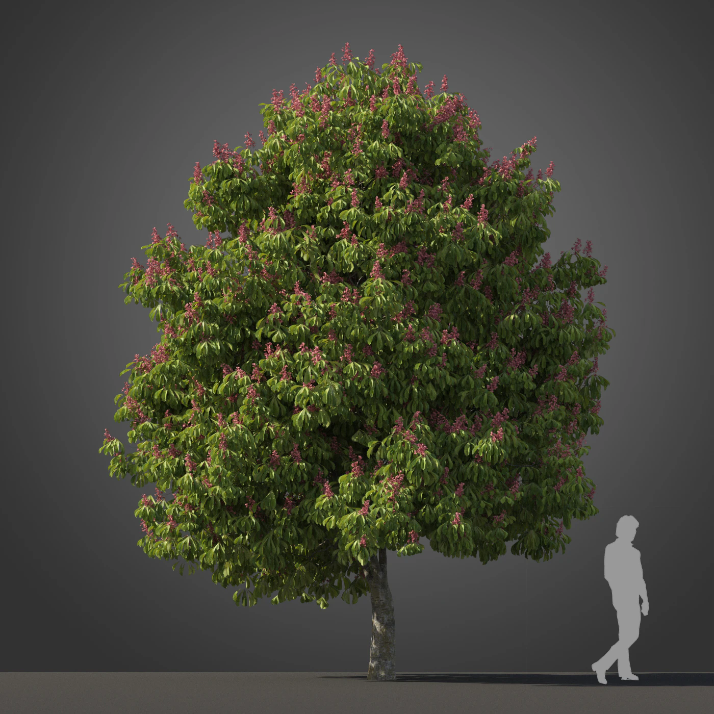 subtropical trees 019 — Скачать