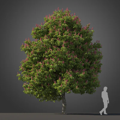 subtropical trees 019 — Скачать